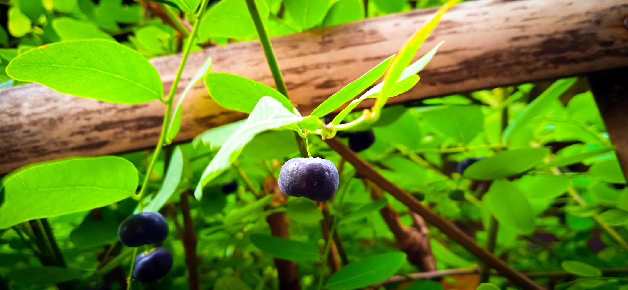 Out of focus leaf and fruit of Phyllanthus reticulatus plant with a cross bamboo fence. photo