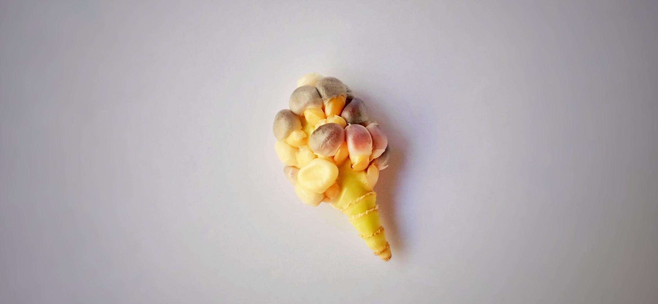 Stunted rainbow seed corn cob under a dim light and gray background. Zea mays plant. Crop failure season. photo