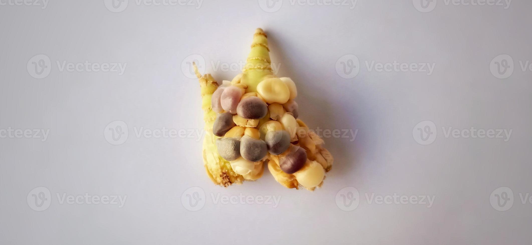 Stunted rainbow seed corn cob under a dim light and gray background. Zea mays plant. Crop failure season. photo