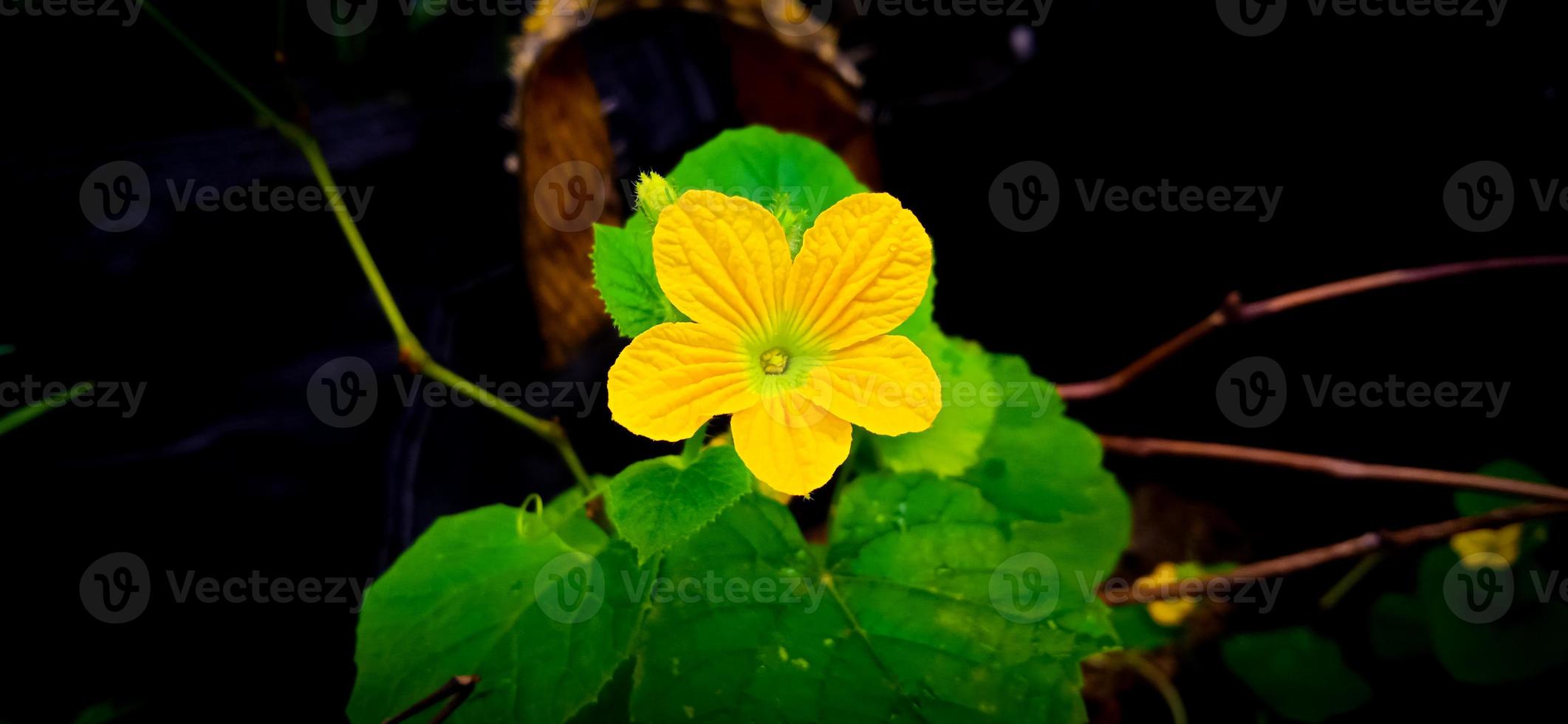 Green leaf and yellow flower of queen cucumber plant Cucumis melo, Cucurbitaceae family. photo