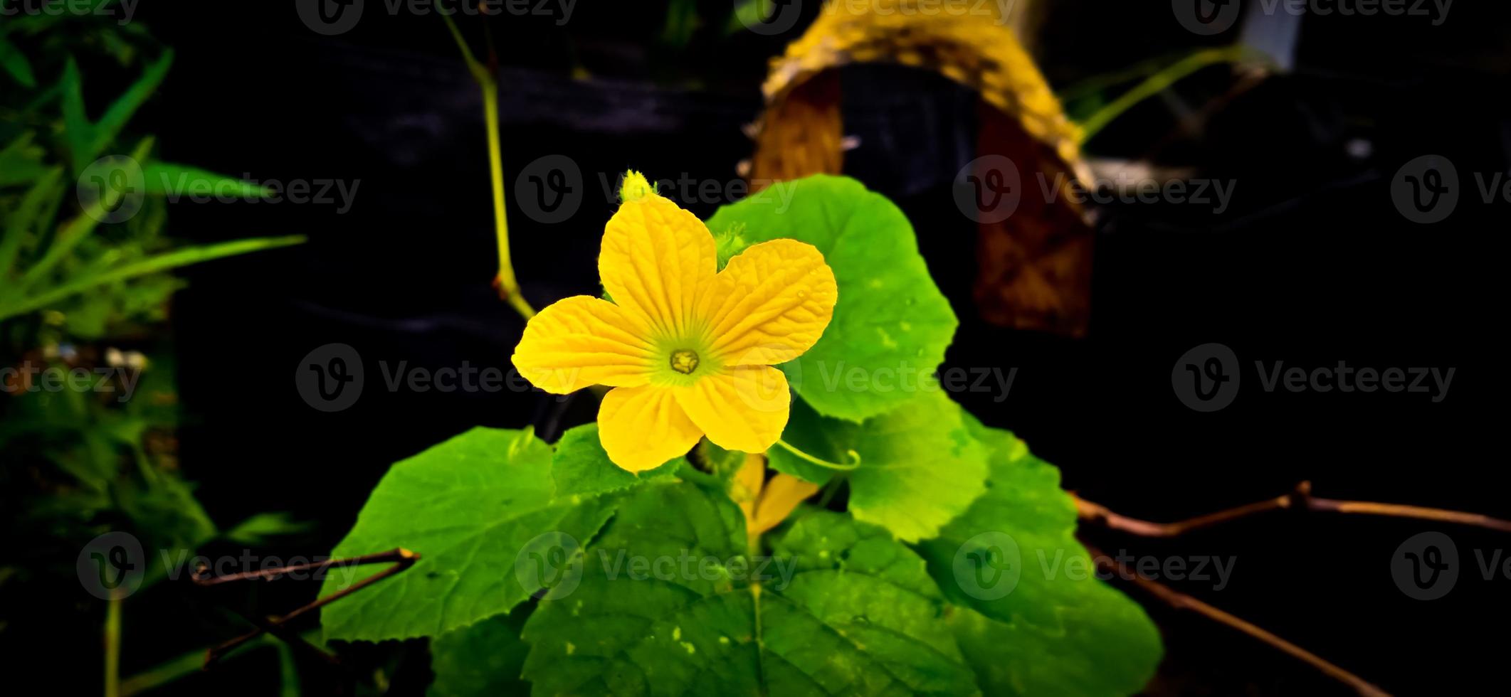 Green leaf and yellow flower of queen cucumber plant Cucumis melo, Cucurbitaceae family. photo