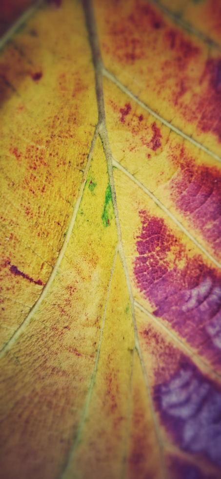 patrón de una vieja hoja de teca que consiste en una dominación amarilla brillante, marrón oscuro y verde. planta tectona grandis. foto