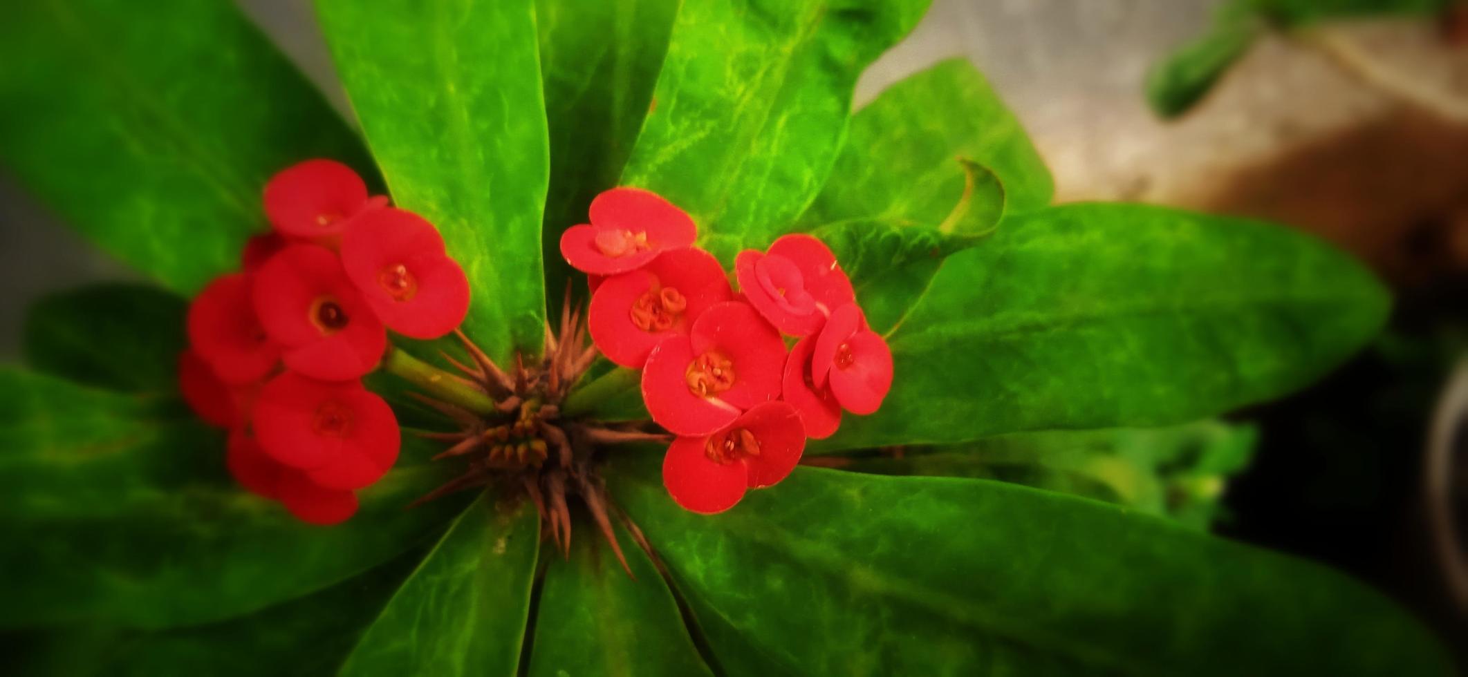 Thornless crown of thorns plant. Euphorbia geroldii. photo