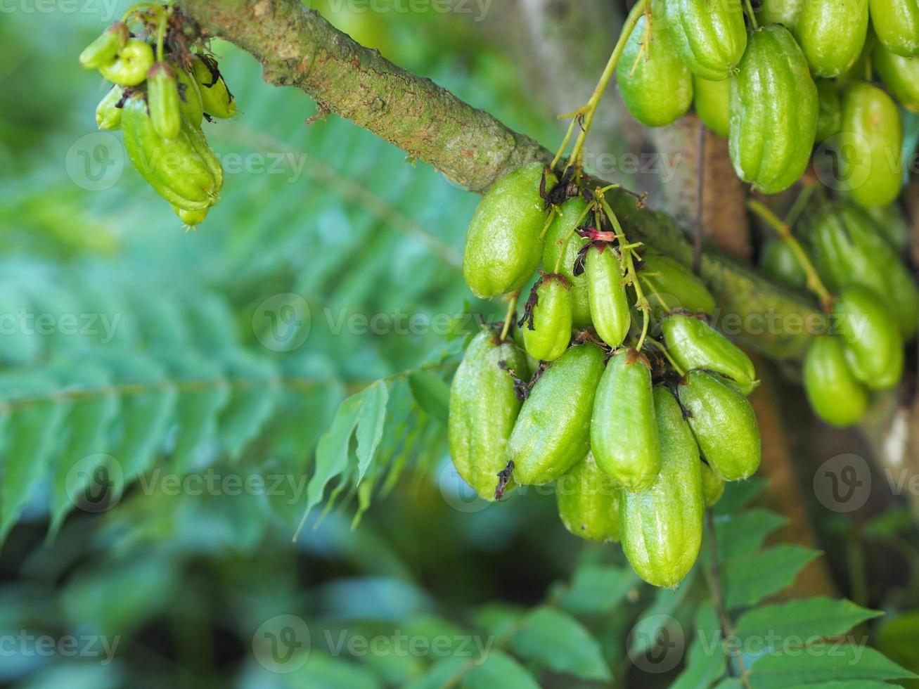 averrhoa bilimbi, oxalidaceae, pepino árbol verde fruto cóncavo poco profundo 4 piscina verde amarillento. la carne es un ramo de semillas espigadas, agrias y planas en una bolsa de plástico que se cultiva en un fondo borroso de la naturaleza foto