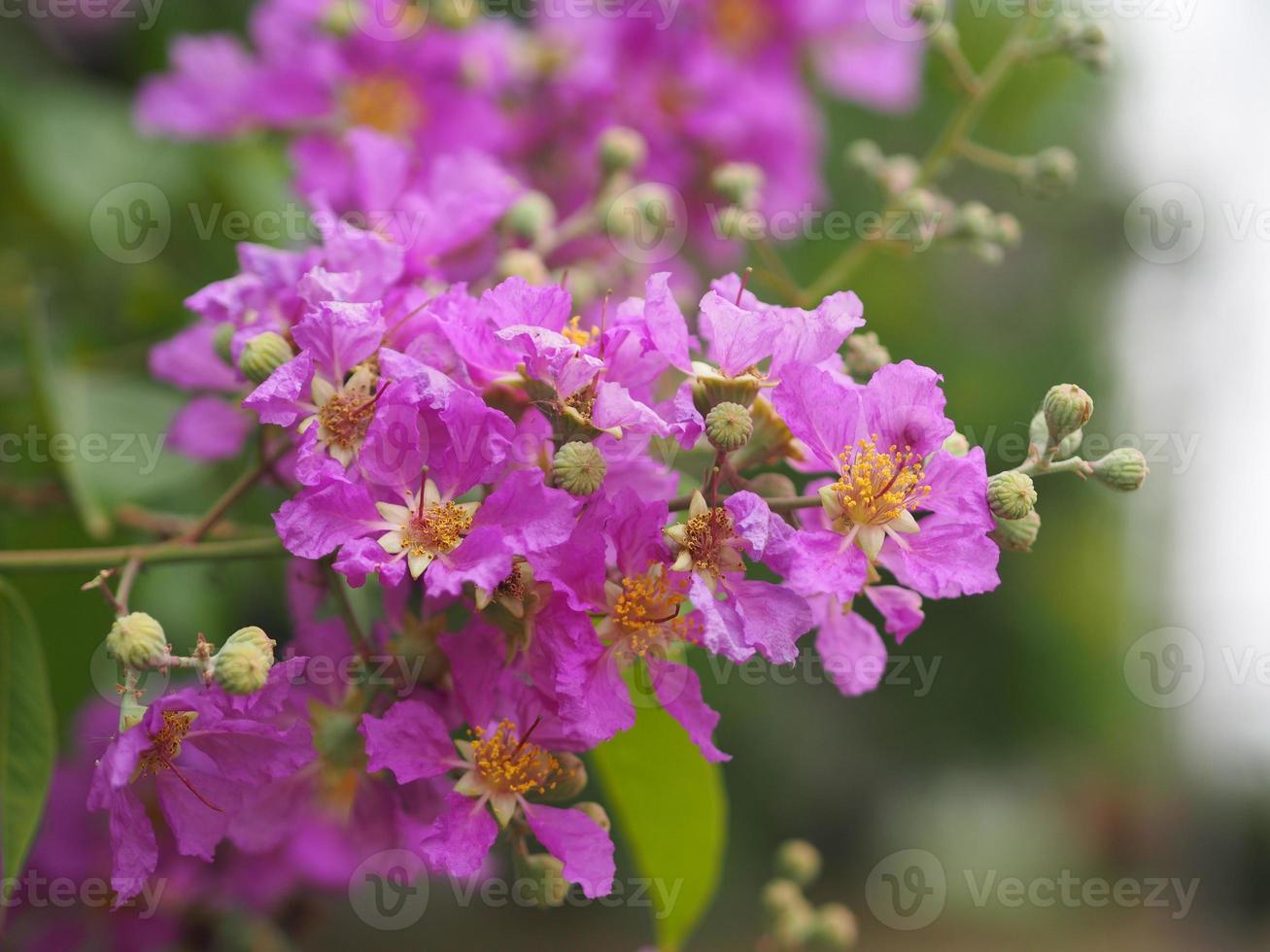 Bungor, Lagerstroemia floribunda Jack ex Blume violet flower tree in garden nature background photo