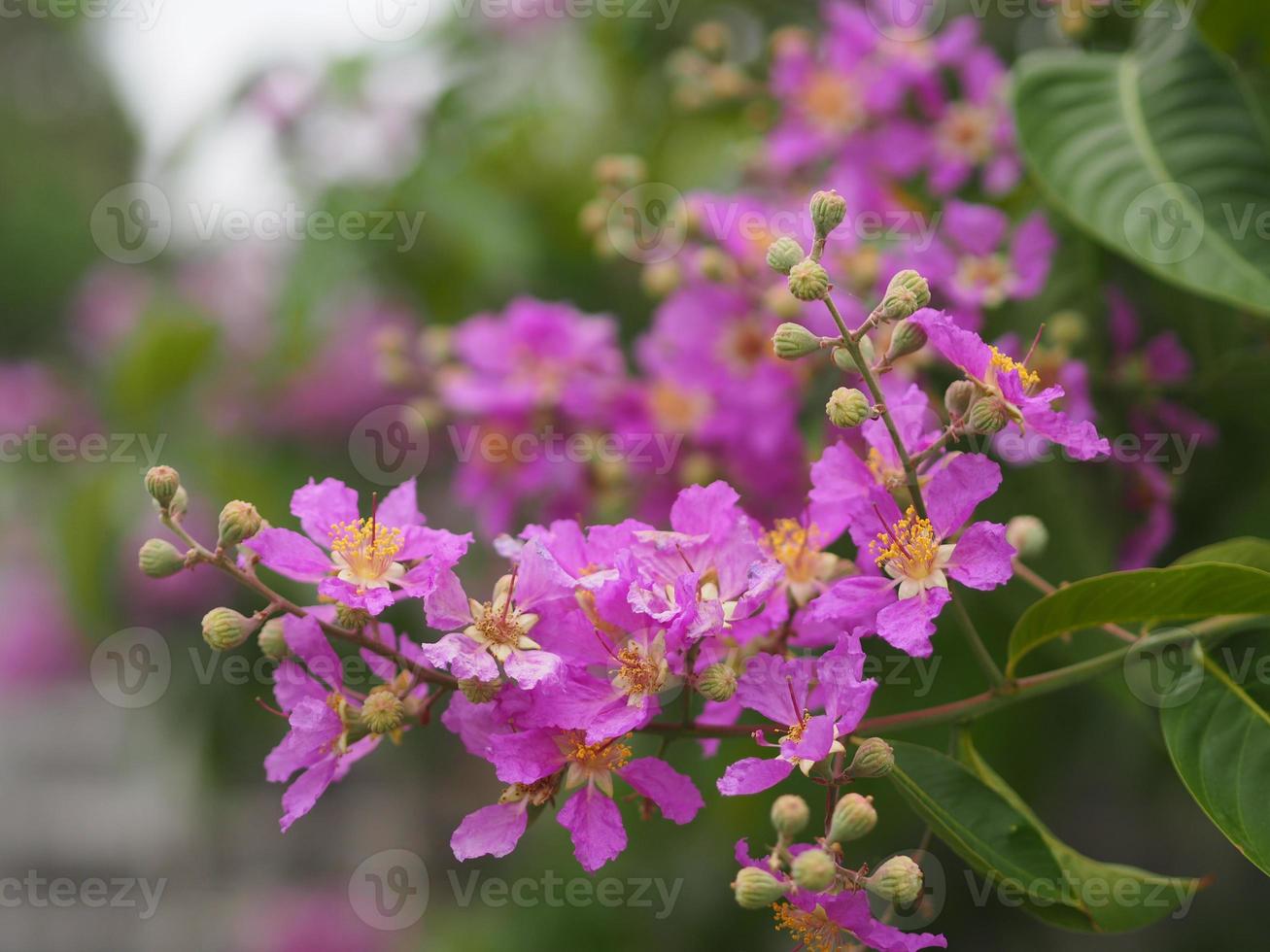 bungor, lagerstroemia floribunda jack ex blume árbol de flores violetas en el fondo de la naturaleza del jardín foto