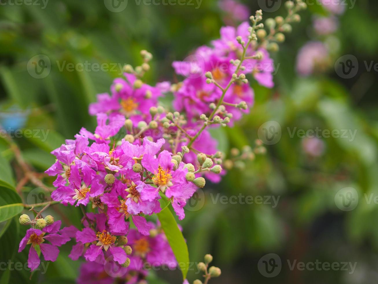 Bungor, Lagerstroemia floribunda Jack ex Blume violet flower tree in garden nature background photo