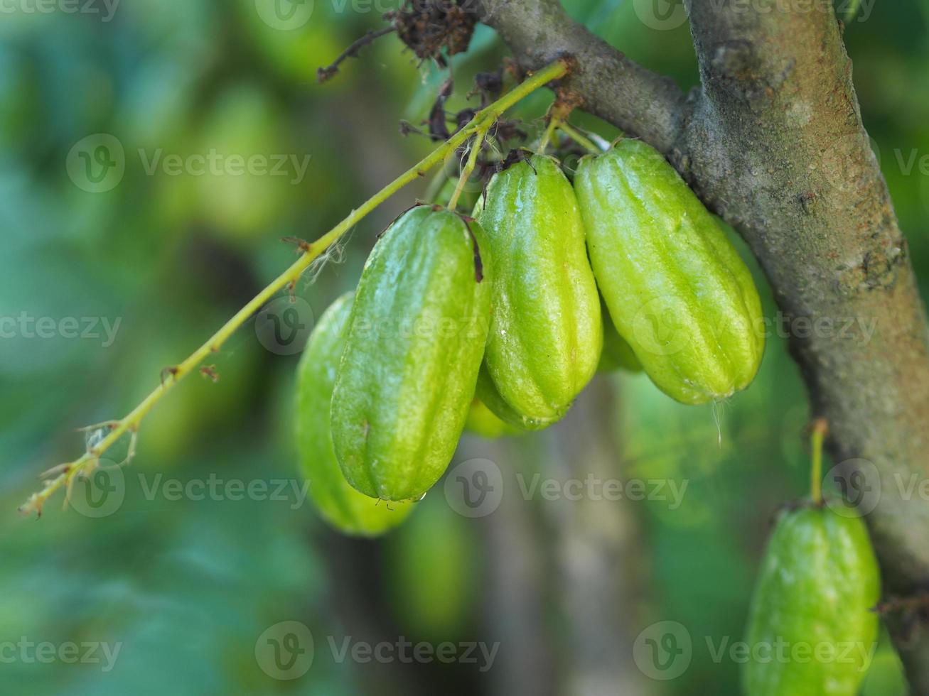 averrhoa bilimbi, oxalidaceae, pepino árbol verde fruto cóncavo poco profundo 4 piscina verde amarillento. la carne es un ramo de semillas espigadas, agrias y planas en una bolsa de plástico que se cultiva en un fondo borroso de la naturaleza foto