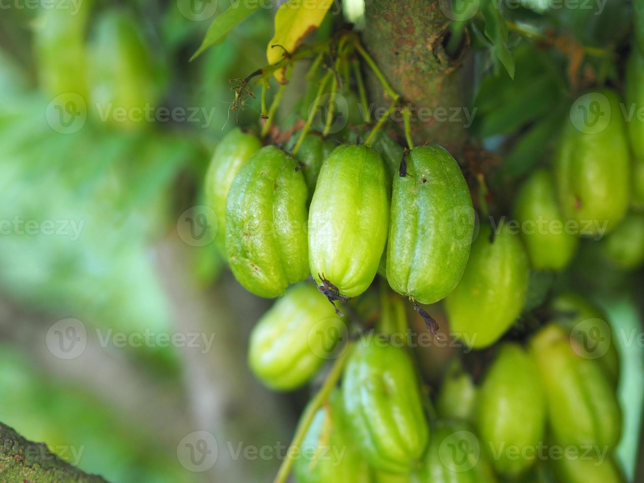 averrhoa bilimbi, oxalidaceae, pepino árbol verde fruto cóncavo poco profundo 4 piscina verde amarillento. la carne es un ramo de semillas espigadas, agrias y planas en una bolsa de plástico que se cultiva en un fondo borroso de la naturaleza foto