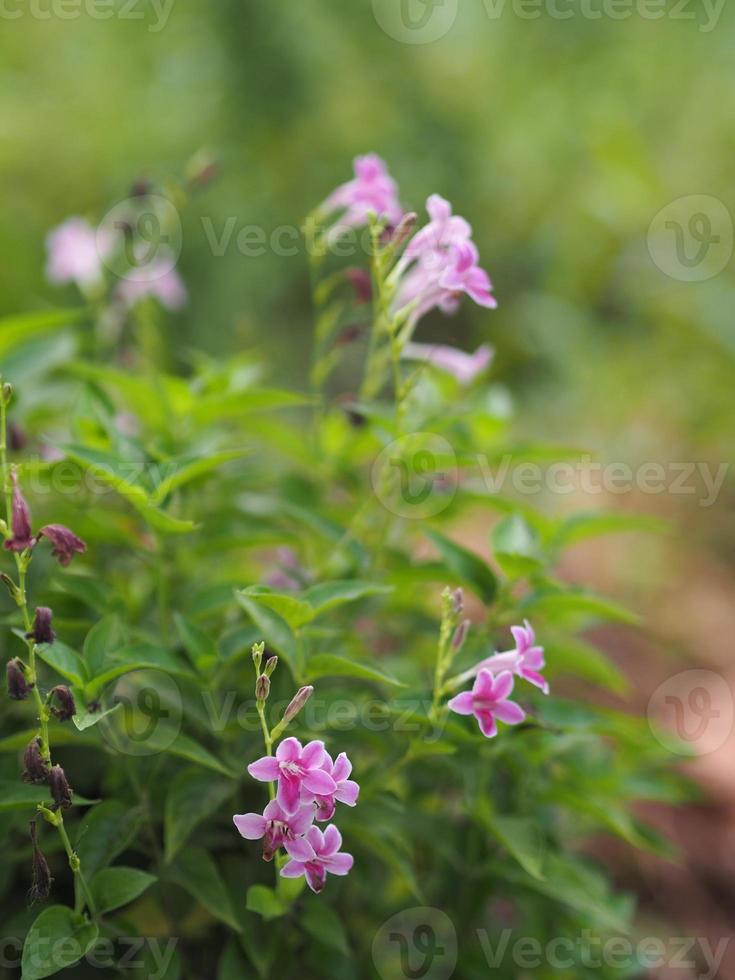 Chinese violet, Coromandel, Ganges primrose, Philippine violet flower Acanthaceae, Asystasia gangetica name tree in garden on nature background photo