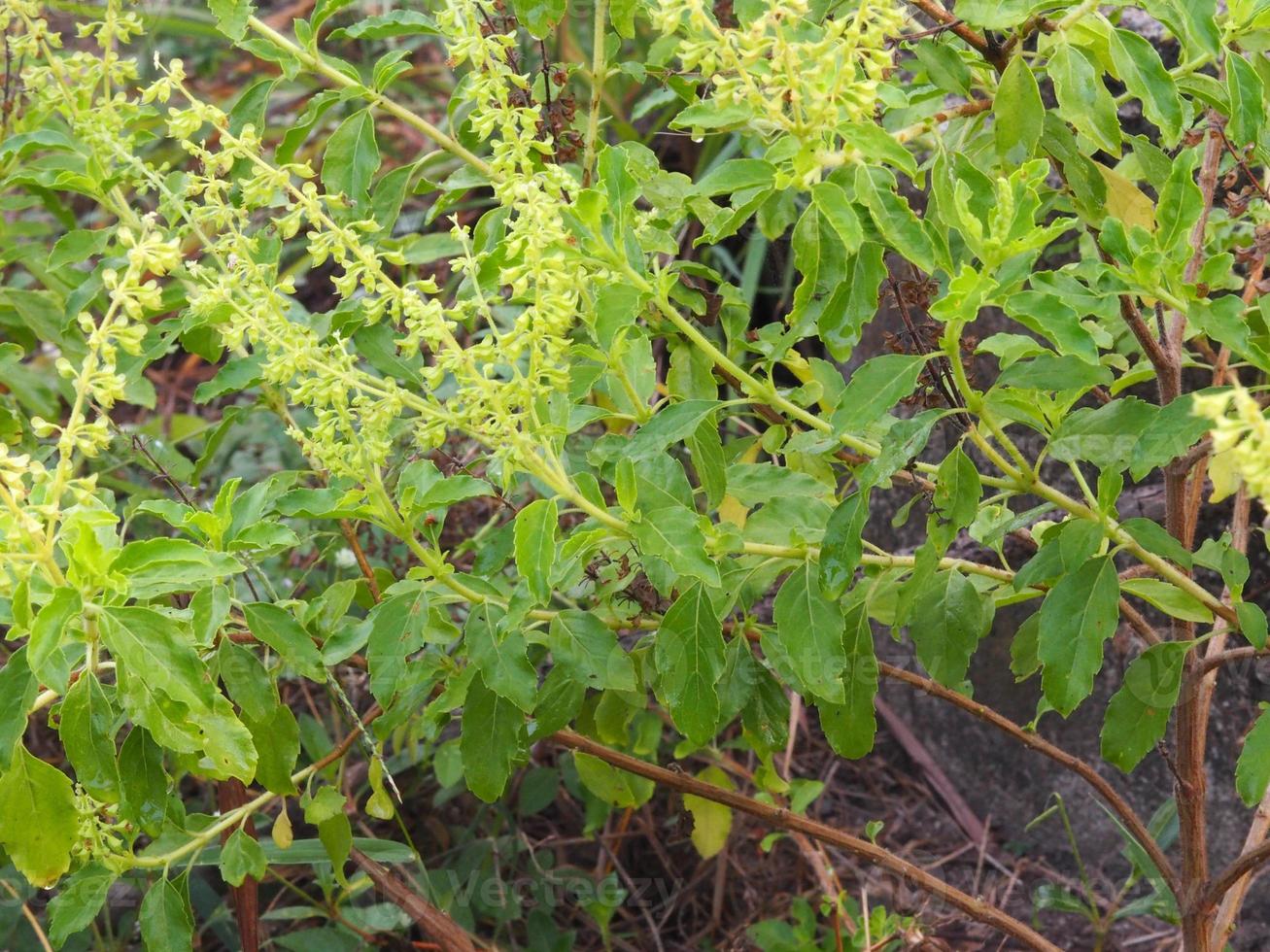 Thai Holy basil Ocimum tenuiflorum sanctum or Tulsi kaphrao Holy basil is an tall with hairy stems Leaves are green vegetable with flower blooming in garden on nature background photo