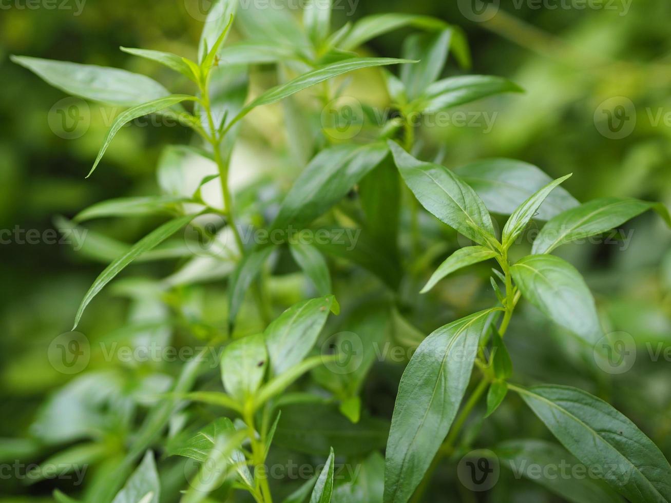 hierbas tailandesas rey del amargo nombre científico andrographis paniculate burm, fah talai john, planta de árbol vegetal verde que florece en el jardín naturaleza proteger coronavirus, covid-19 foto