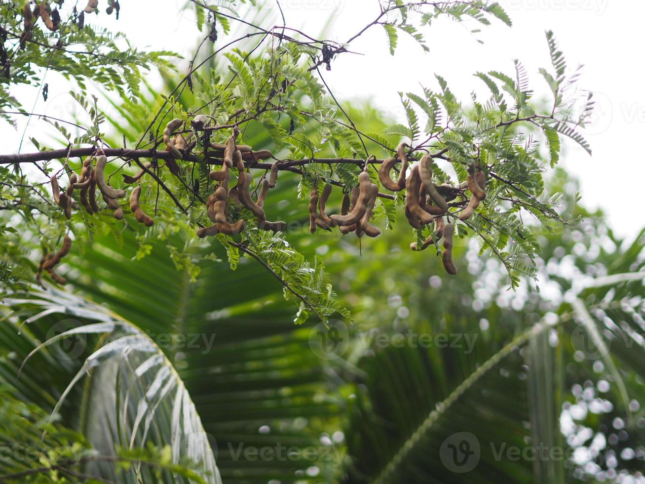fruta ácida y dulce de tamarindo que florece en el jardín en el fondo de la naturaleza, fabaceae foto