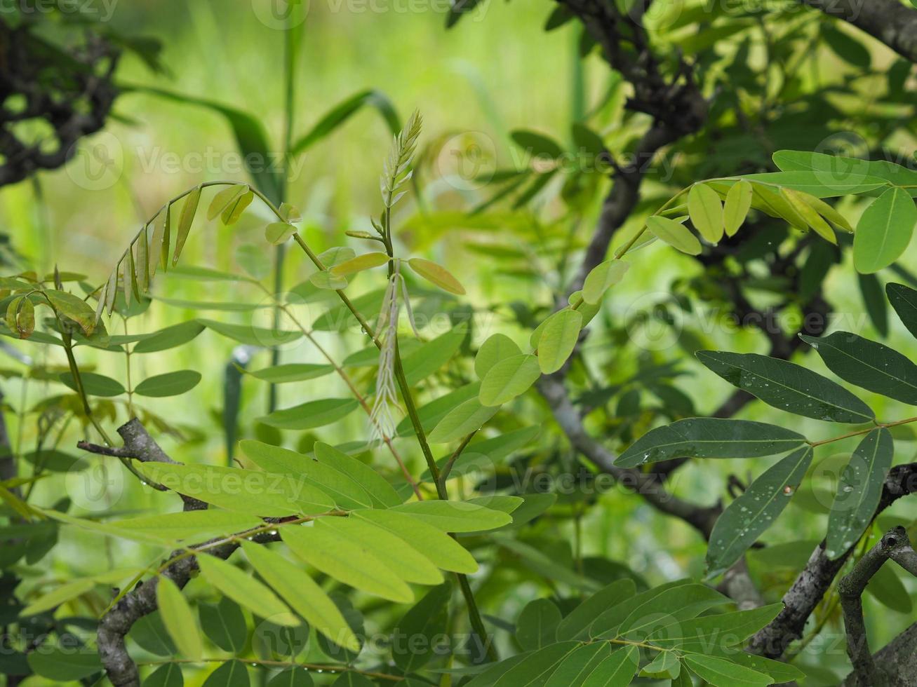 Senna siamea Lam. Irwin and Barneby, Leguminosae, Caesalpinioideae, leave vegetable green leaf on nature background, Thai herb food photo
