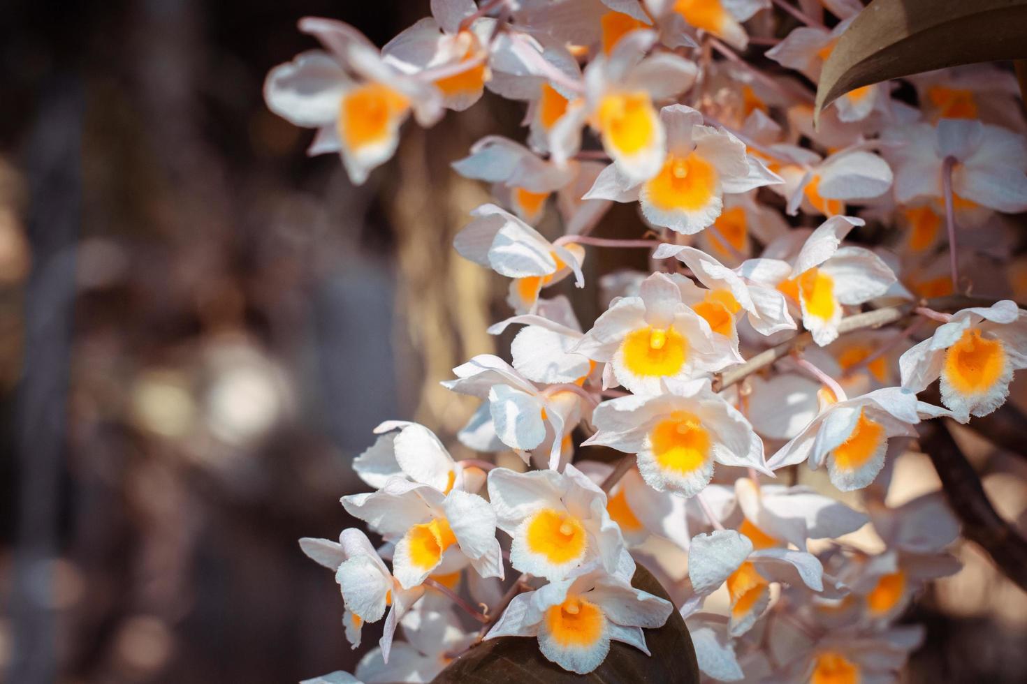 white and yellow orchids flower on a leaf and flower blured background.spring orchid flowers taken at an exhibition in Thailand during the day time.selective focus. photo