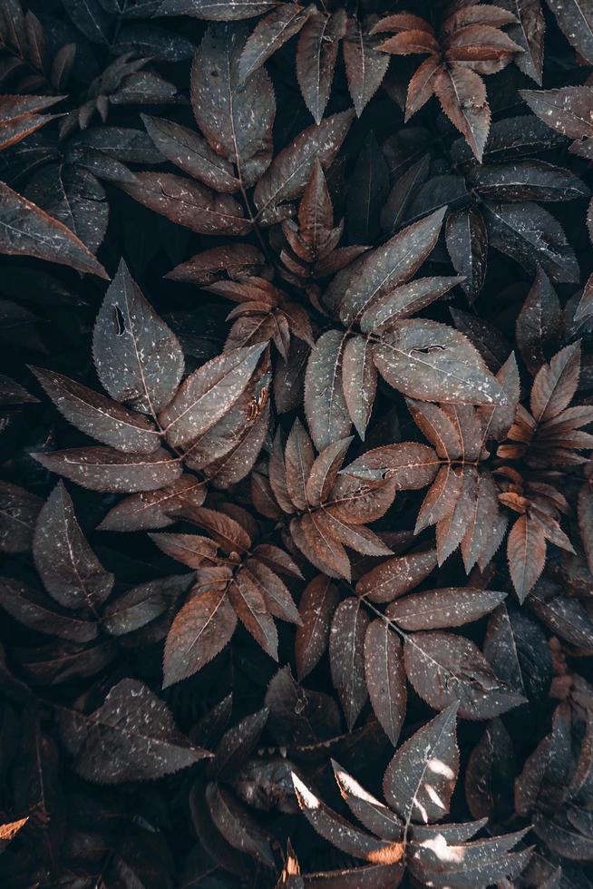 hojas de plantas marrones en la naturaleza en la temporada de otoño, colores de otoño foto