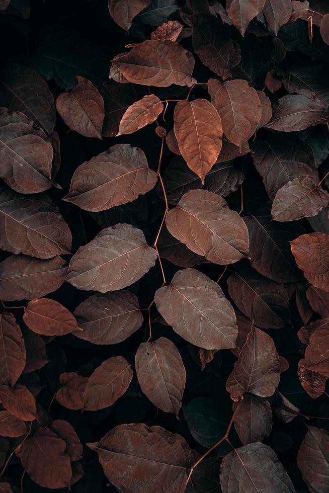 hojas de plantas marrones en la naturaleza en la temporada de otoño, colores de otoño foto