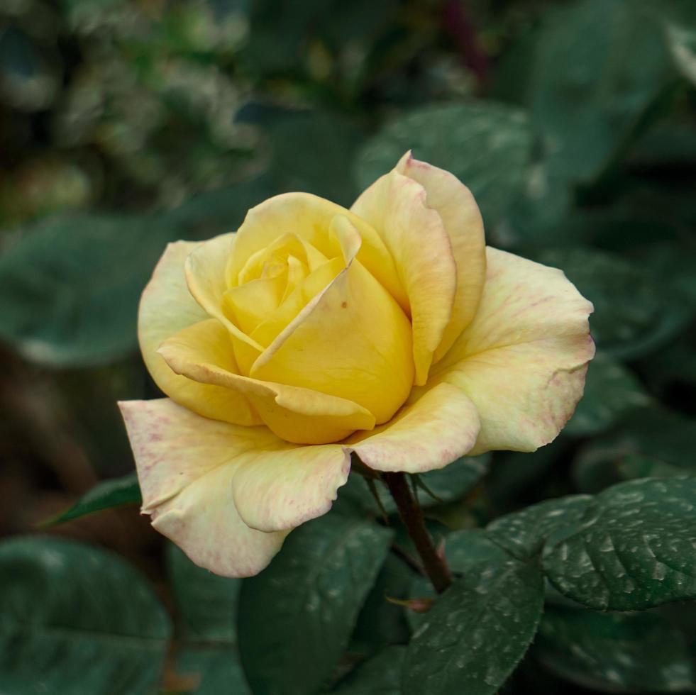 flor rosa amarilla romántica para el día de san valentín foto