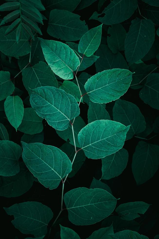 hojas de plantas verdes en la naturaleza en primavera foto