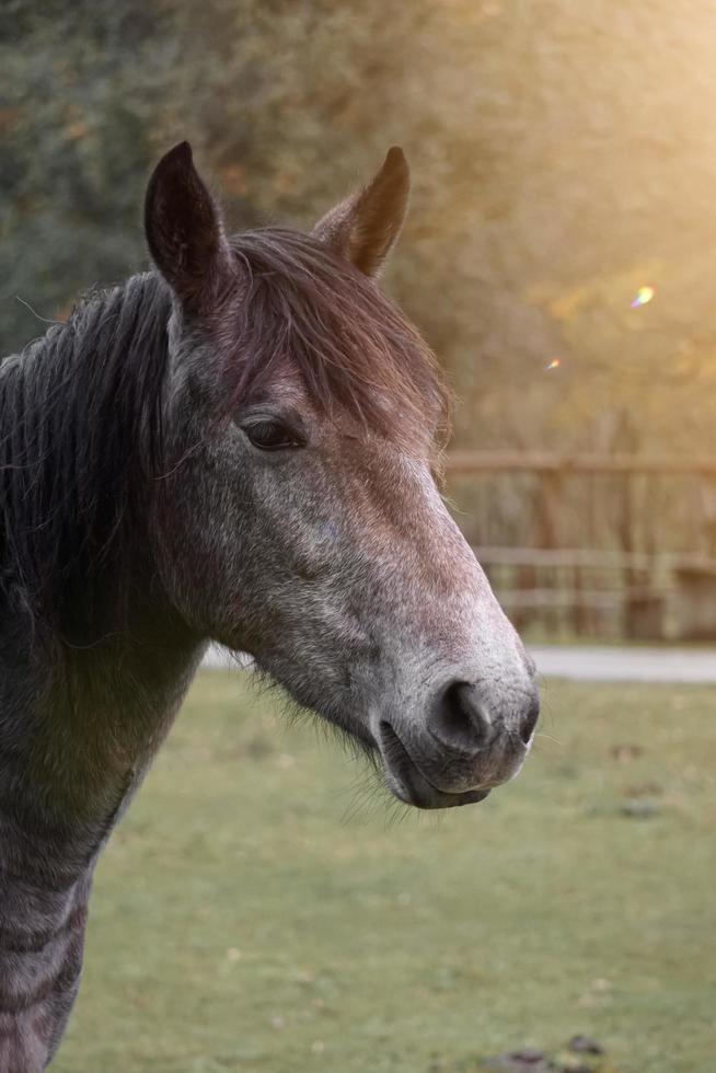 brown horse portrait in the meadow photo