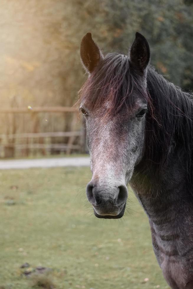 brown horse portrait in the meadow photo