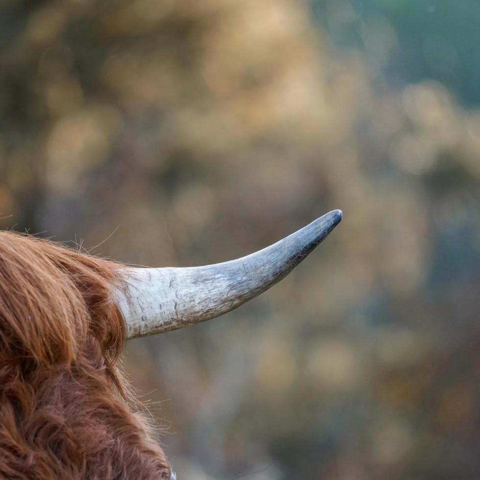 cuerno de vaca, animal en el prado foto