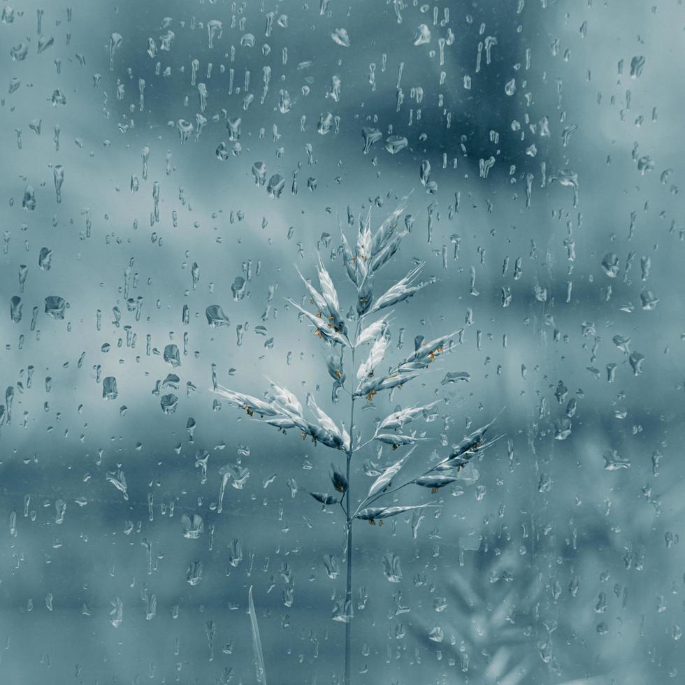 gotas de lluvia y plantas en días lluviosos en primavera foto