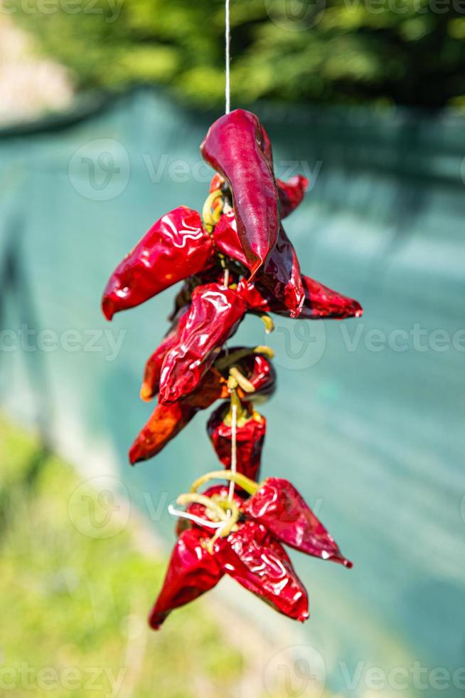 espelette pimiento vegetal seco especia comida comida dieta merienda en la mesa espacio de copia fondo de comida vista superior rústica foto