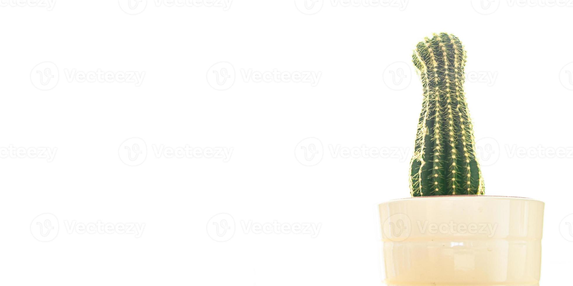 cactus thorny succulent plant home plant evergreen indoor flower in a flower pot on the table copy space photo