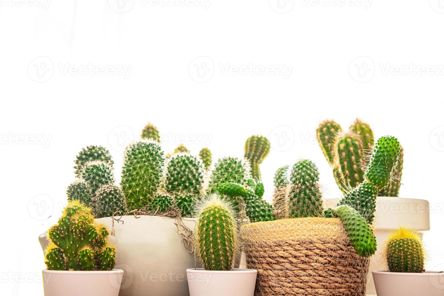 cactus espinoso planta suculenta casa planta perenne interior flor en una maceta en la mesa espacio de copia foto