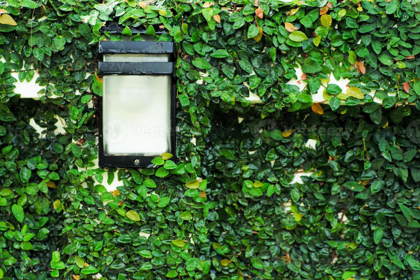 Selective focus on the outdoor lamp on the wall surrounded by the fig tree covered on the surface of cement wall photo