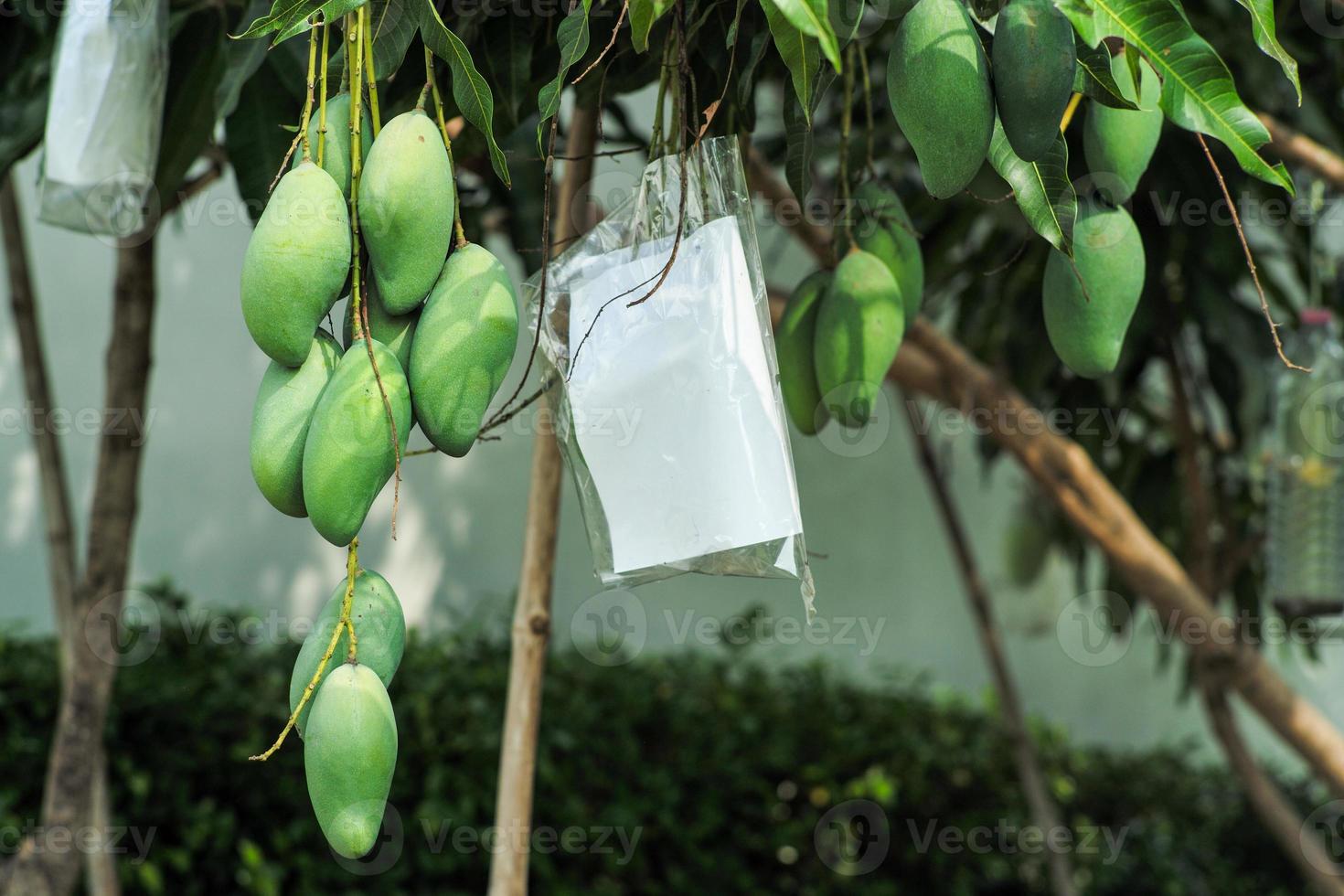 Closeup group of green mangoes hanging from the branch of mango tree photo