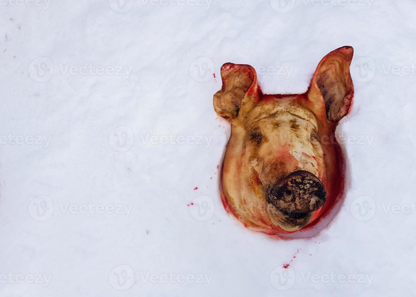 cut off pig's head lying on the snow photo