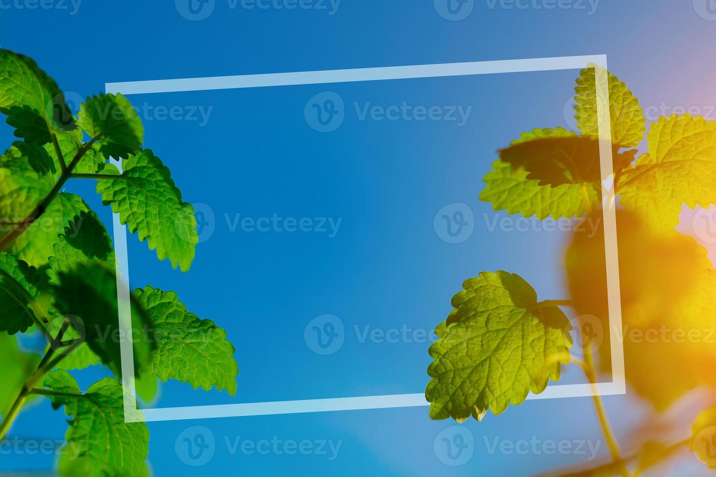 frame for photo on a background of mint