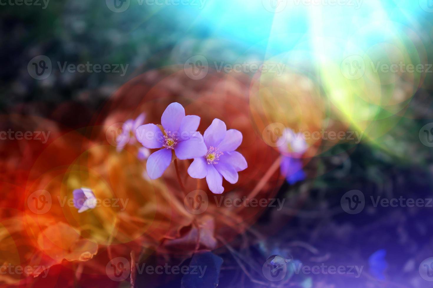 abstracción de flores de primavera. hermoso fondo para el diseño foto