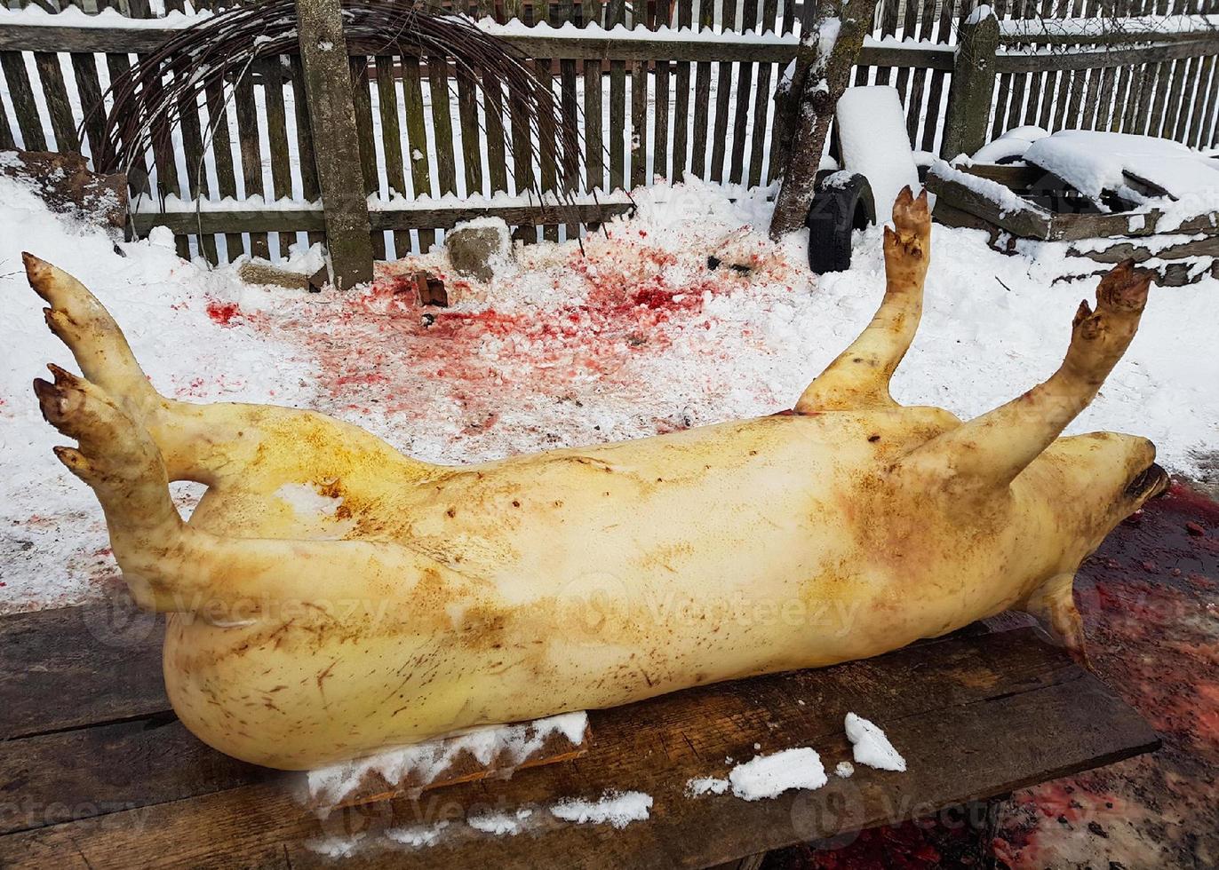 Butchered pork carcass photo