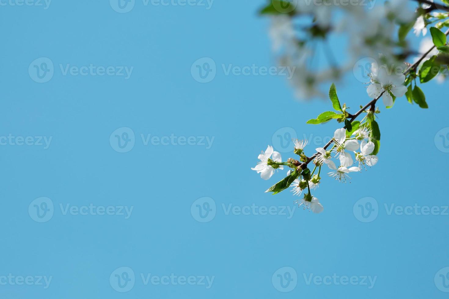 Blooming branch of Apple tree in spring on blue sky background photo