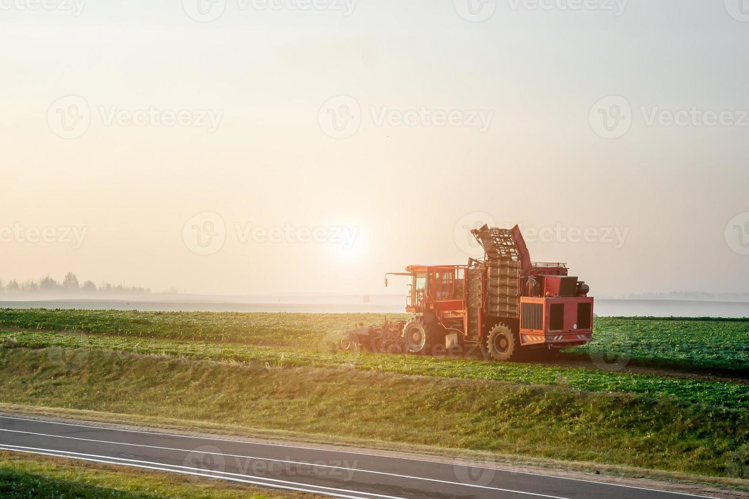 combine harvesters harvest of sugar beet at summer morning photo