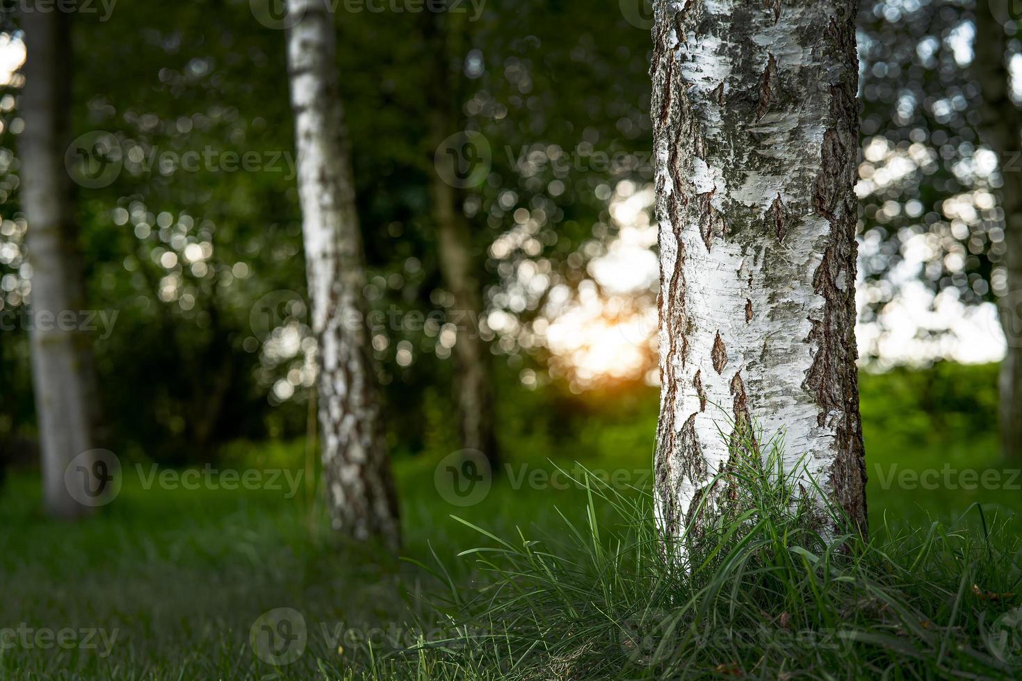 the trunk of a birch tree in the forest at sunset photo