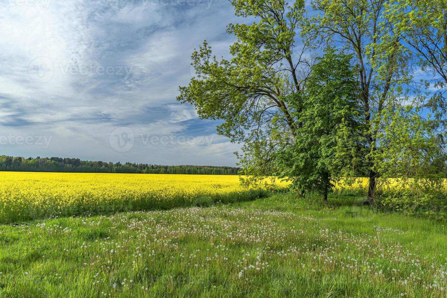 Panorama of flowering rapeseed against the bl photo