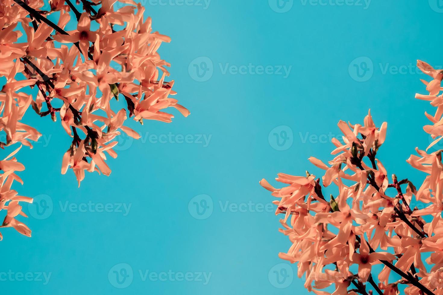 el florecimiento de la forsythia contra el cielo azul foto