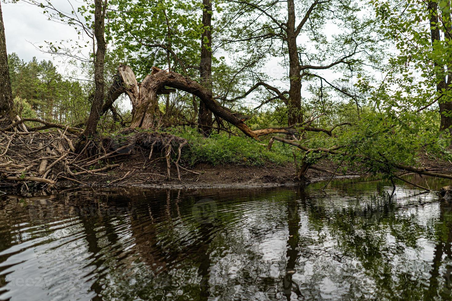 panorama of a forest lake with overhanging old trees photo