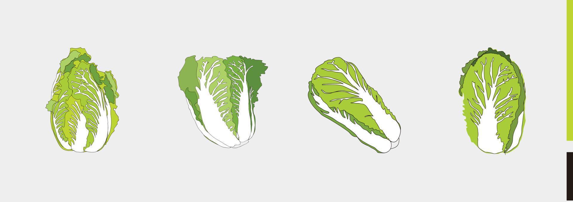 cabbage, chinese cabbage colored set - hand drawn vector illustrations for food cartoon logo - isolated on white background