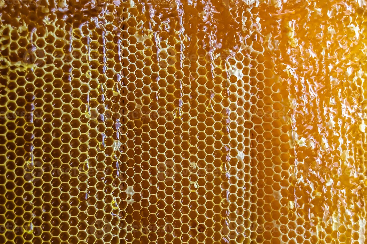 panal de abejas lleno de miel dorada foto