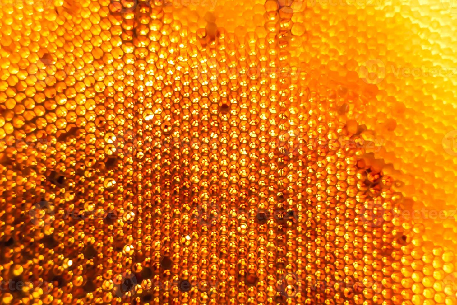 Honeycomb from bee hive filled with golden honey photo