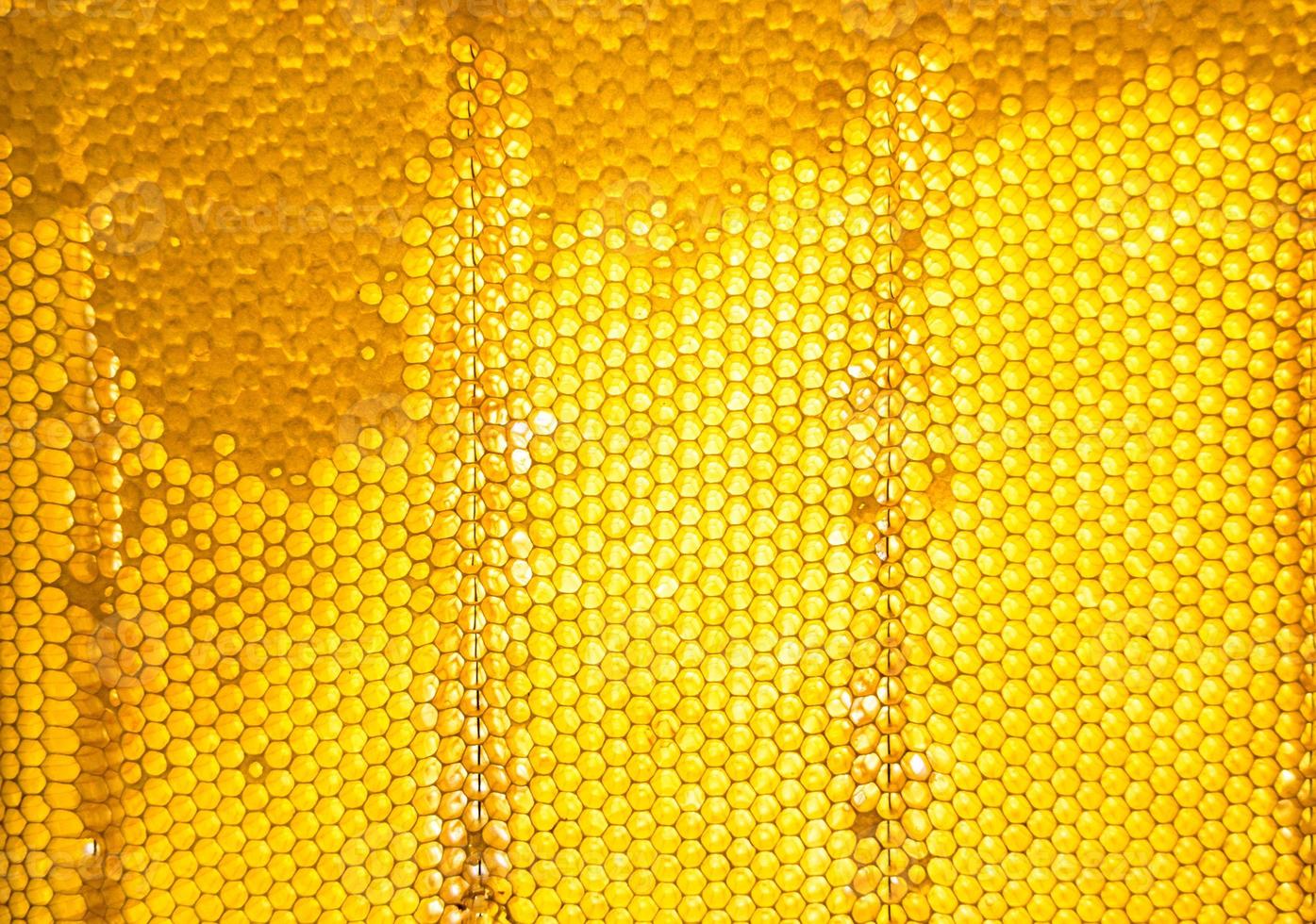 Honeycomb from bee hive filled with golden honey photo