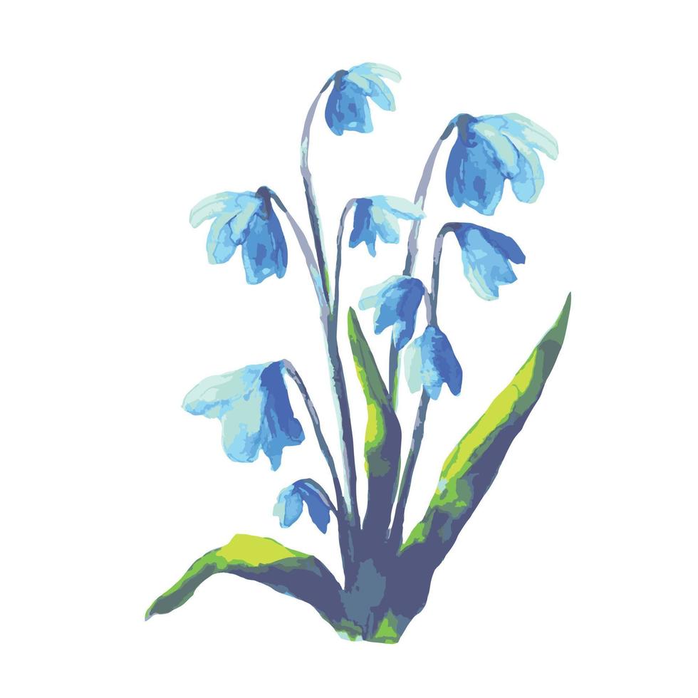scilla bifolia, flor de campanilla blanca, prímula, flor de primavera, vector de ilustración