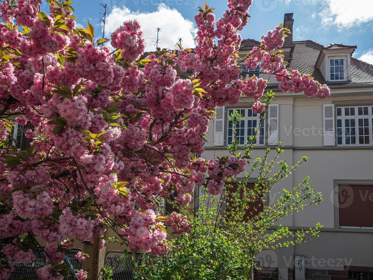 hermosas flores de cerezo que florecen con flores rosas foto