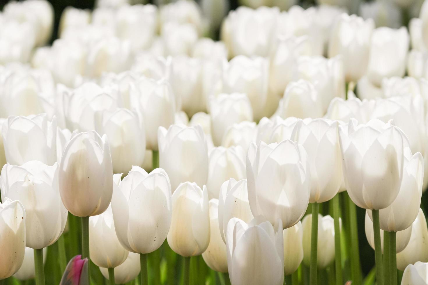 White tulips in the garden photo