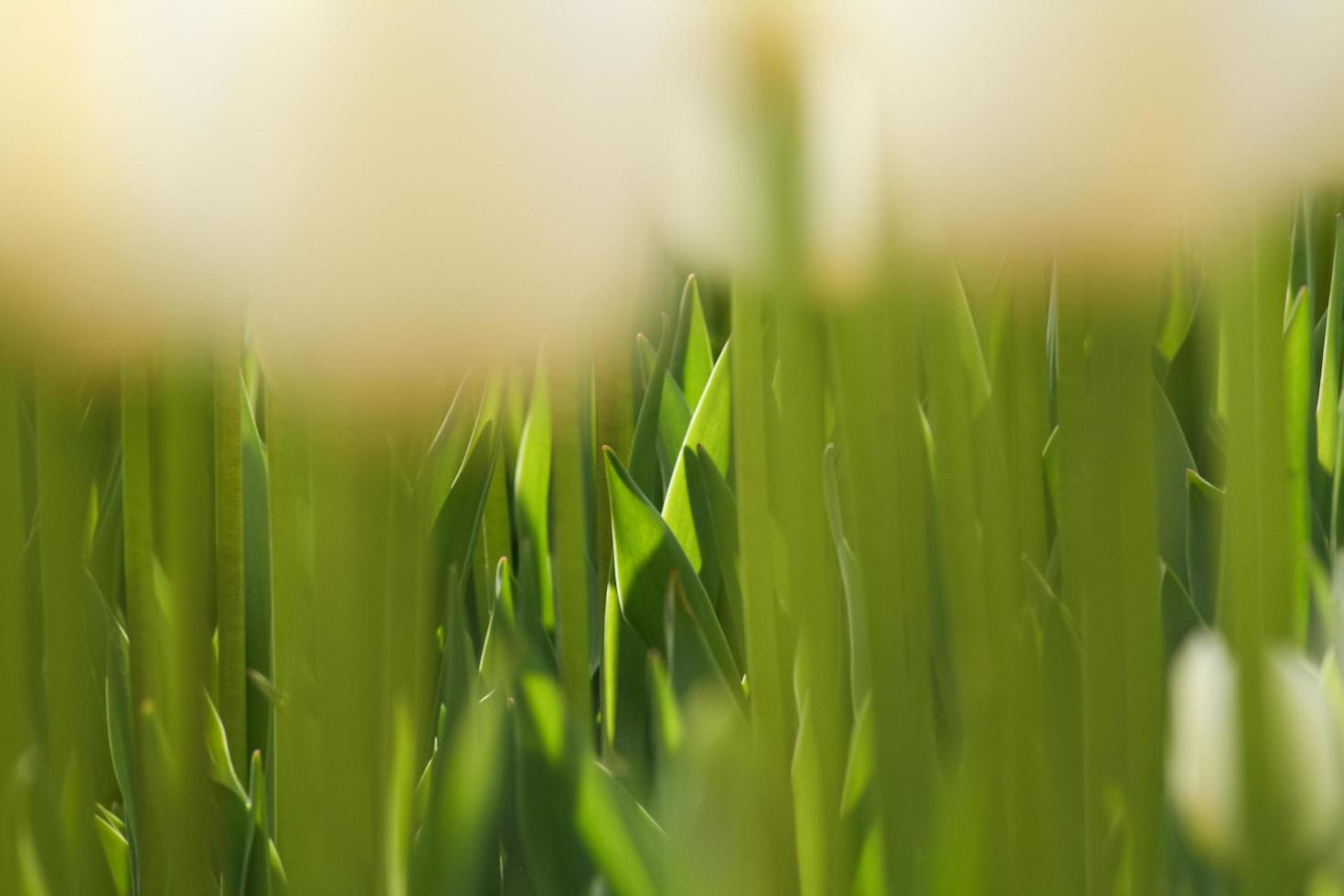 Green tulip leaves background photo